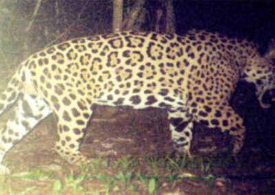 Censo de Jaguares (Panthera onca)