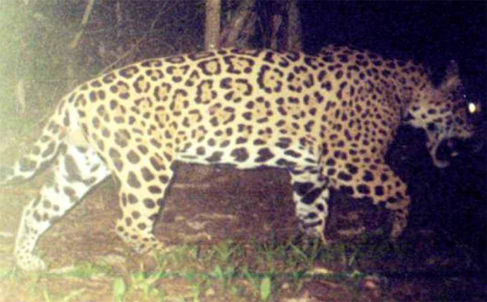 Censo de Jaguares (Panthera onca)