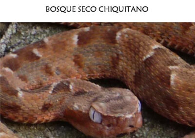 Herpetofauna de la propiedad “Alta Vista” del Bosque Seco chiquitano
