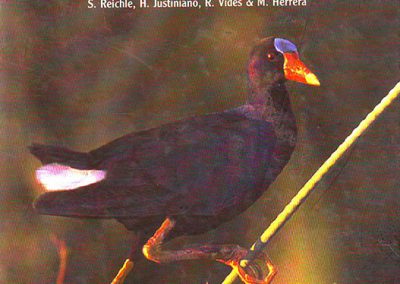 Guía de Aves del Bosque Chiquitano y Pantanal Boliviano