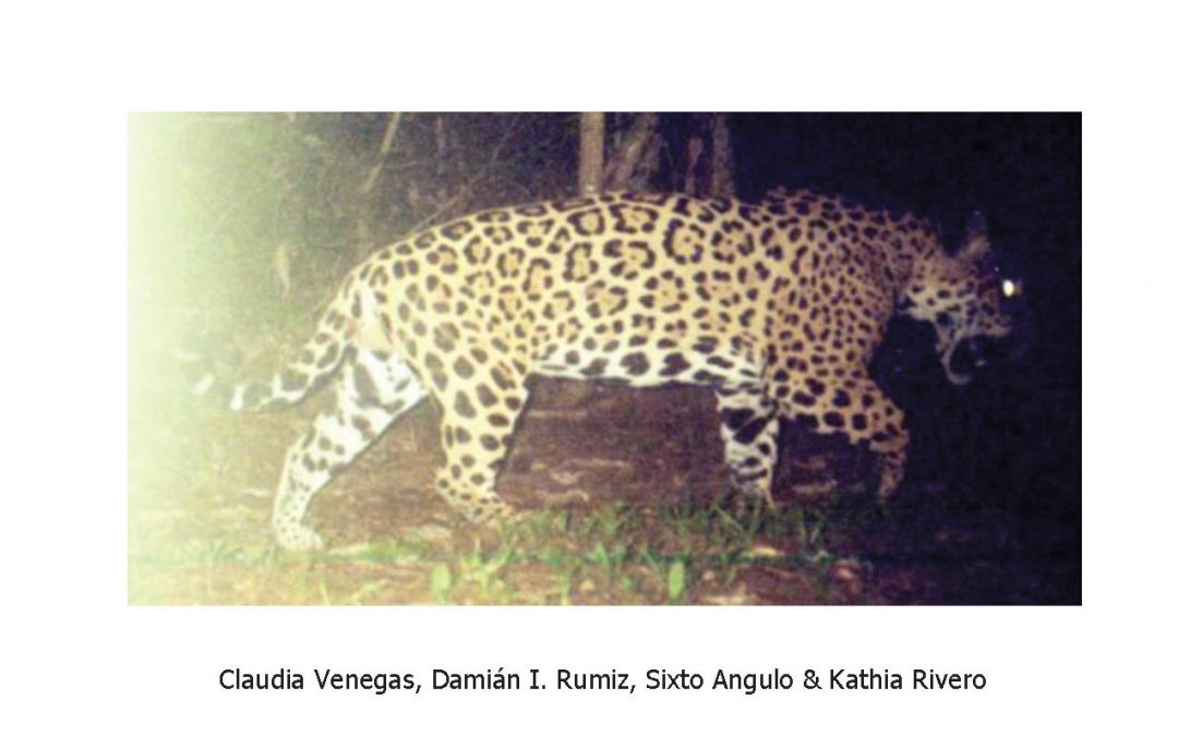 Censo de Jaguares (Panthera onca) y otros mamíferos con trampas cámara en la Propiedad “Alta Vista” del Bosque Seco Chiquitano