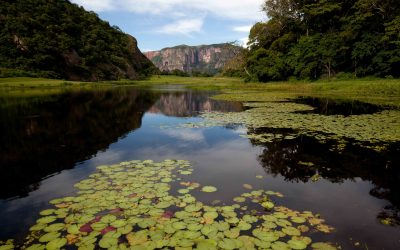 Día Internacional de los Bosques