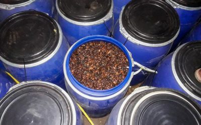 Se abren nuevos horizontes para la Almendra Chiquitana