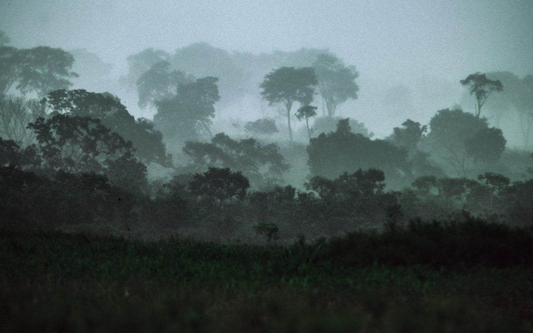 Convocatoria de proyectos de investigación del bosque seco tropical