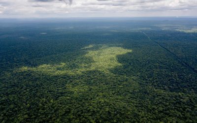 ¡21 de marzo, día internacional de los bosques!