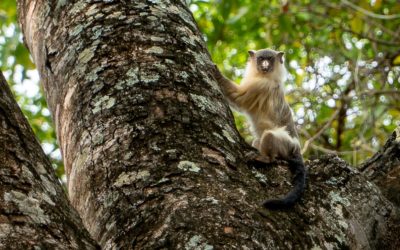 Día Mundial de la Biodiversidad