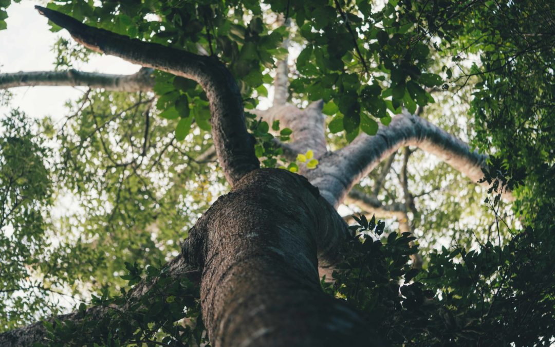 1ro de octubre – Día del árbol