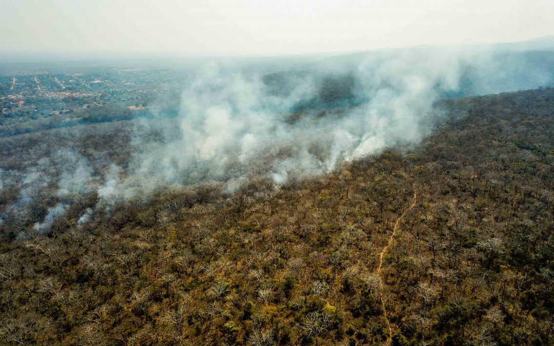 «OUR FORESTS ARE DYING»