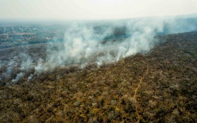 «OUR FORESTS ARE DYING»