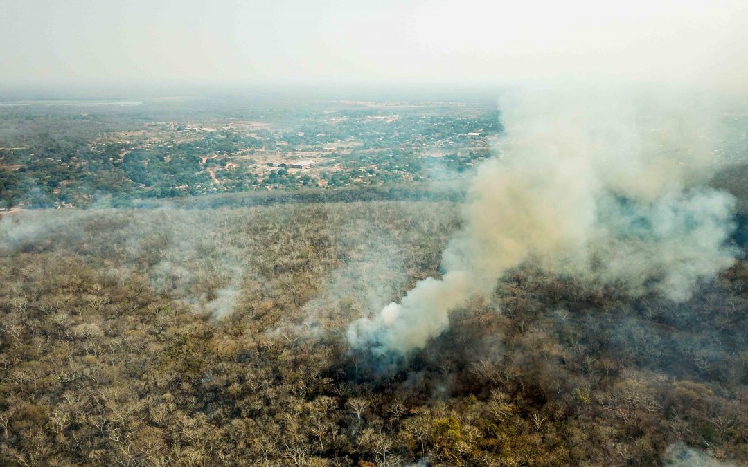 “NUESTROS BOSQUES SE NOS MUEREN”