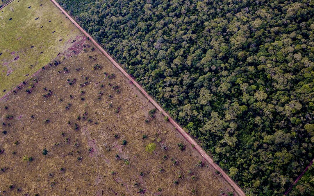 The last GREAT Tropical Dry Forest of the planet