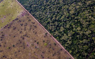 The last GREAT Tropical Dry Forest of the planet