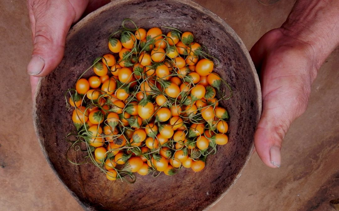 ¿Cuánto de lo que comemos se lo debemos a los bosques?