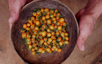 ¿Cuánto de lo que comemos se lo debemos a los bosques?