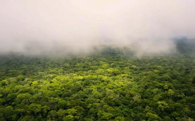 Más de 30 fondos ambientales firman acuerdo para apoyar el Compromiso de los Líderes por la Naturaleza