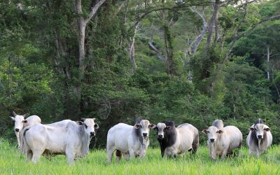 El Centro de Estudios del Bosque Seco Tropical Alta Vista presenta 10 experiencias innovadoras y sustentables para el manejo del ganado en la Chiquitanía