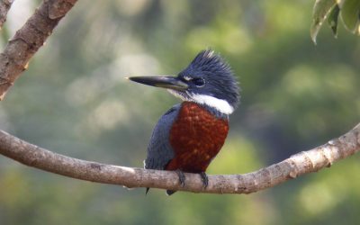 Guía de aves del Centro de Estudios Alta Vista