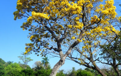 Paratodo, un árbol para todo
