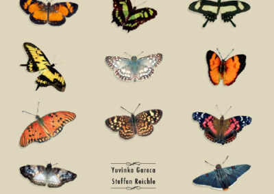 Guía de mariposas diurnas en la Reserva Valle de Tucabaca