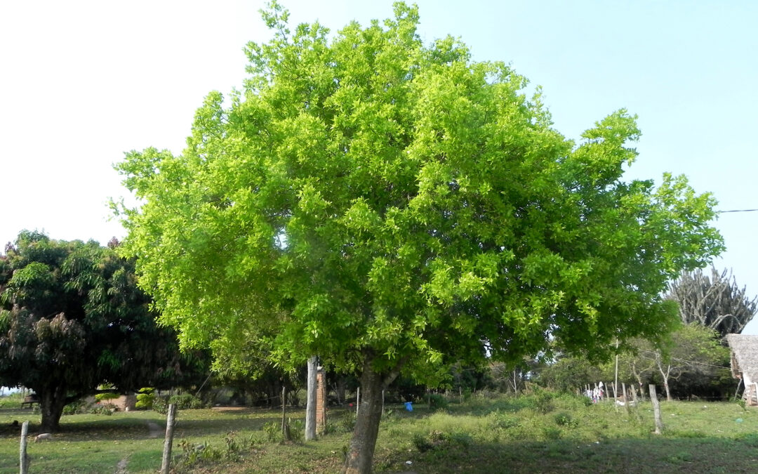 Algún día serás un gigante
