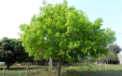 Algún día serás un gigante