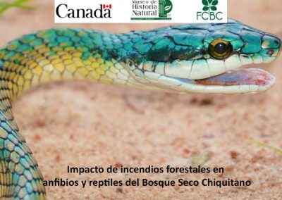 Impacto de incendios forestales en anfibios y reptiles del Bosque Seco Chiquitano