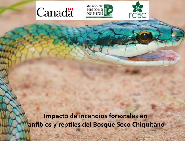Impacto de incendios forestales en anfibios y reptiles del Bosque Seco Chiquitano