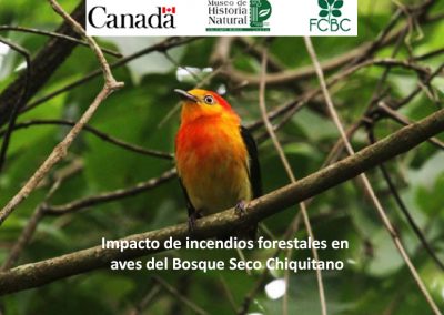 Impacto de incendios forestales en aves del Bosque Seco Chiquitano
