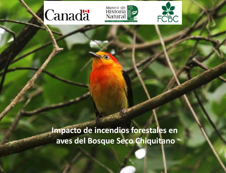Impacto de incendios forestales en aves del Bosque Seco Chiquitano