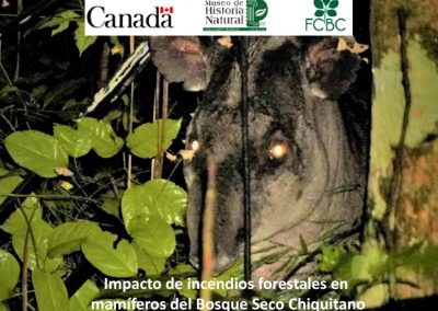 Impacto de incendios forestales en mamíferos del Bosque Seco Chiquitano