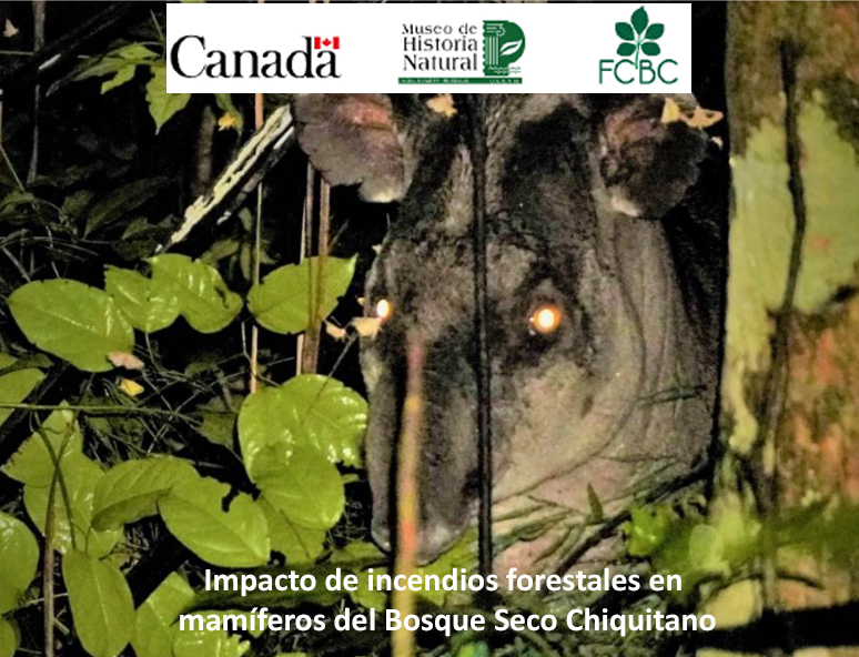 Impacto de incendios forestales en mamíferos del Bosque Seco Chiquitano