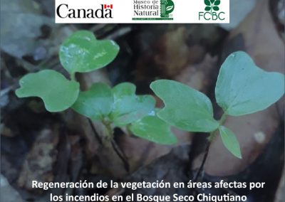 Regeneración de la vegetación en áreas afectadas por incendios en el Bosque Seco Chiquitano