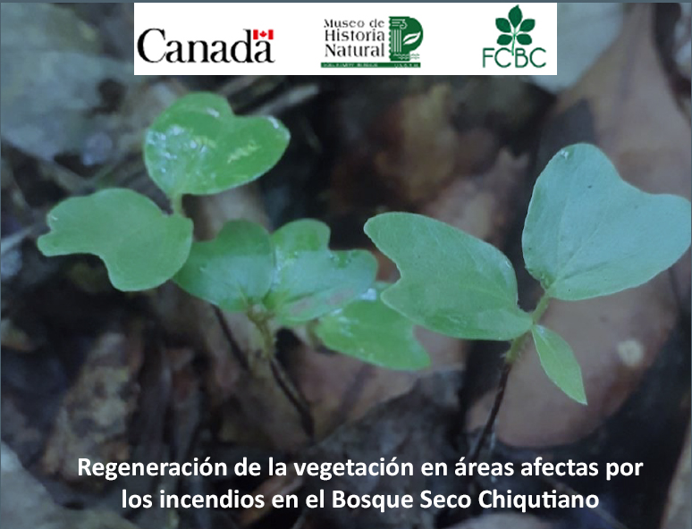 Regeneración de la vegetación en áreas afectadas por incendios en el Bosque Seco Chiquitano