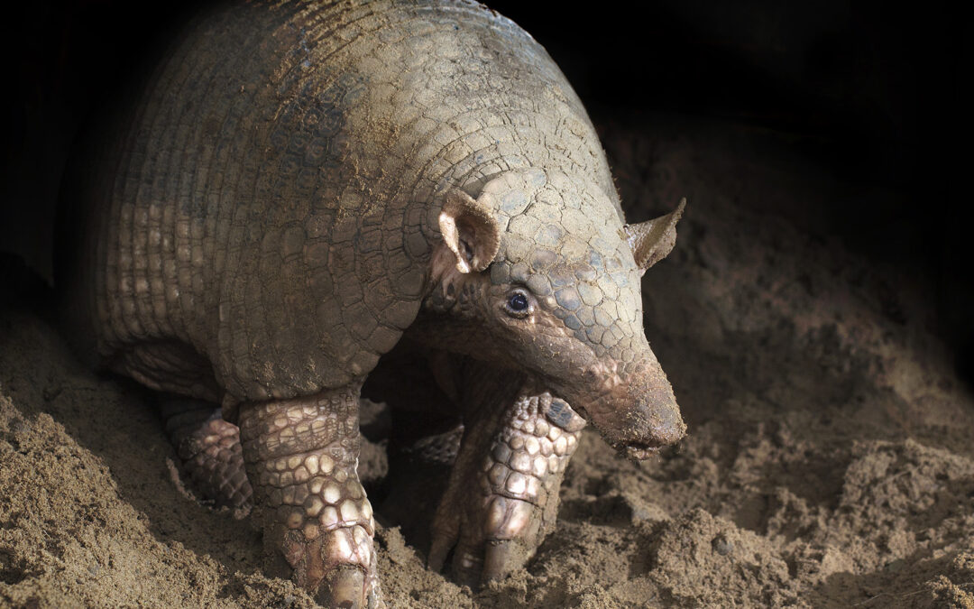 El Armadillo gigante