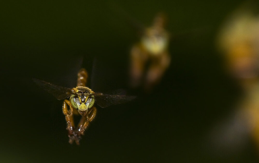 La Abeja Señorita