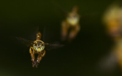 La Abeja Señorita