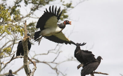 El elegante Cóndor de los Llanos