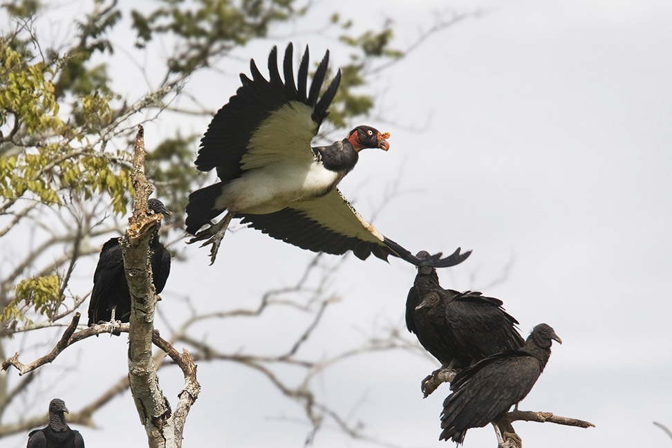 El elegante Cóndor de los Llanos