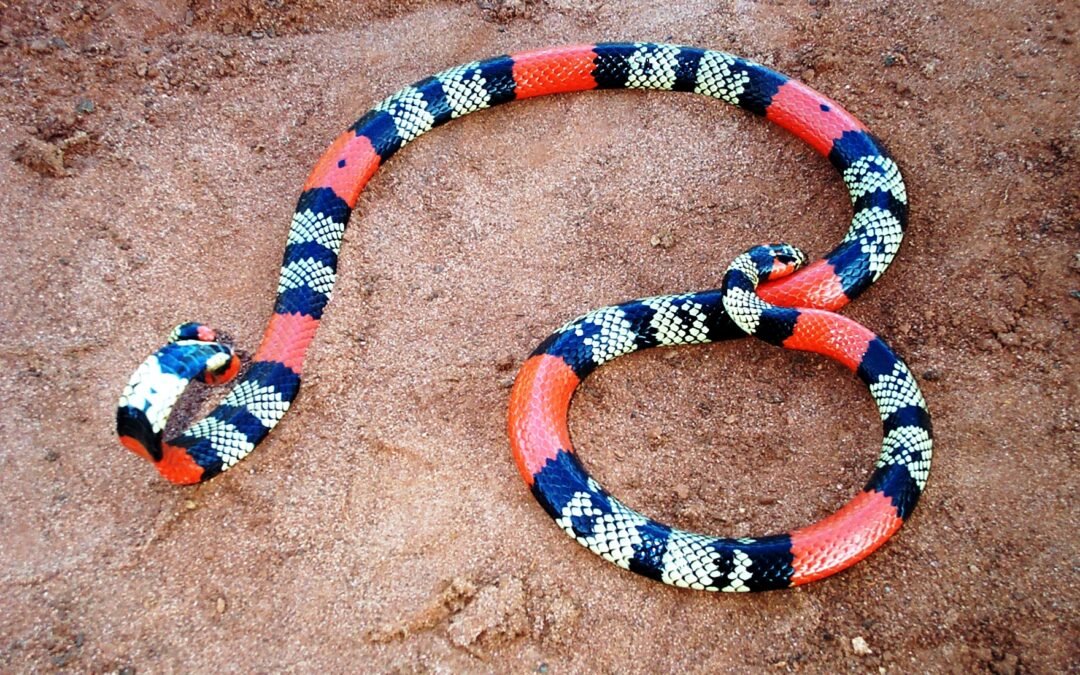 La serpiente del antifaz
