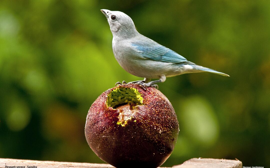 Humanos, naturaleza y la nobleza de las aves