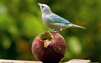 Humanos, naturaleza y la nobleza de las aves