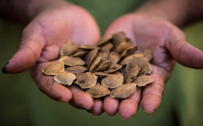 El bosque, una farmacia natural