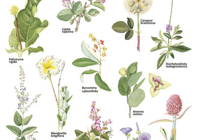 Plantas de los cerrados chiquitanos