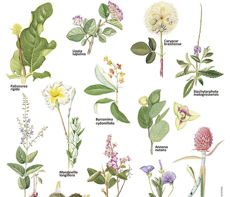 Plantas de los cerrados chiquitanos