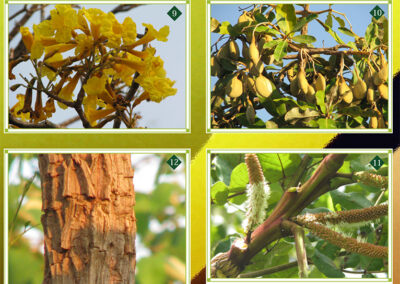 Plantas de los cerrados de Concepción