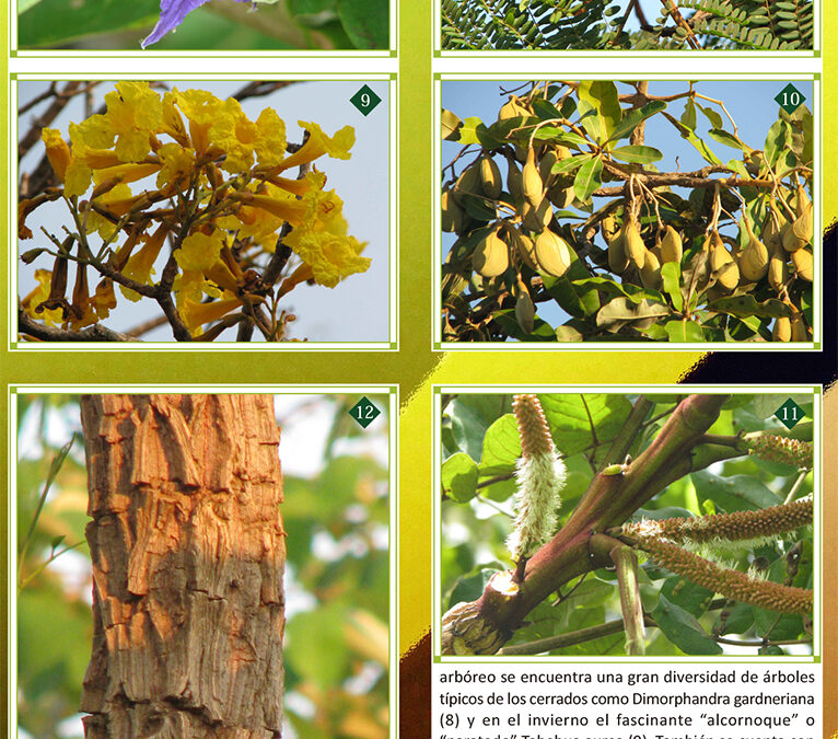 Plantas de los cerrados de Concepción