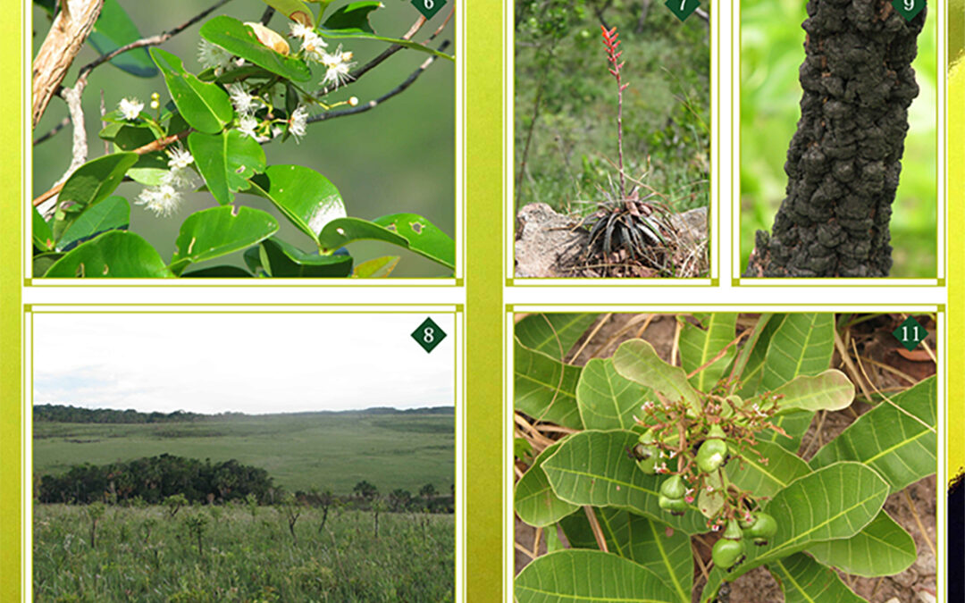 Plantas de los Cerrados del PNKM