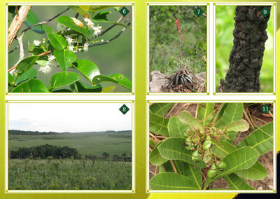 Plantas de los Cerrados del PNKM
