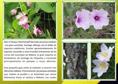 Plantas de los Cerrados de Santiago
