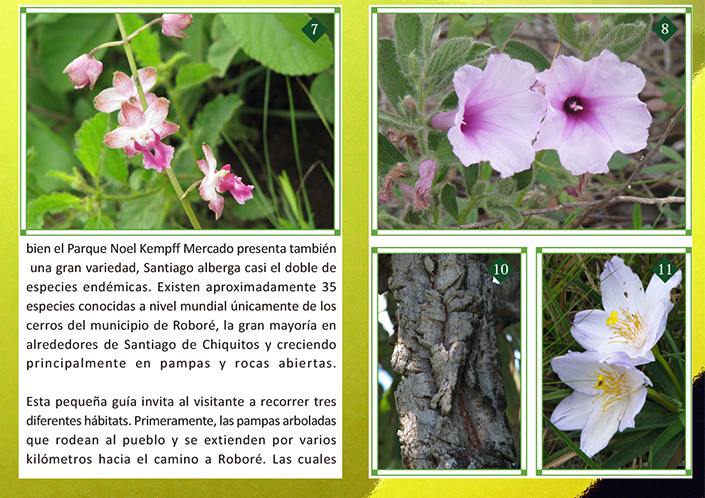 Plantas de los Cerrados de Santiago